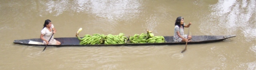 Amazon Rainforest 