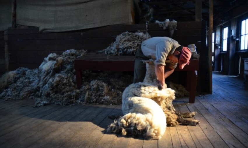 Argentina Sheep Shearing Argentina Sheep Shearing Demonstration