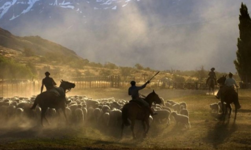 Gaucho with sheep Gaucho with sheep
