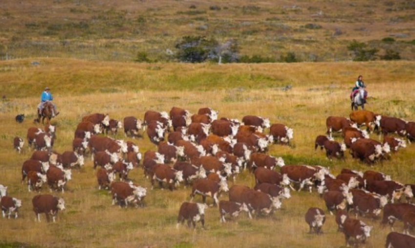Patagonia Gauchos cattle round up Patagonia Gauchos cattle round up