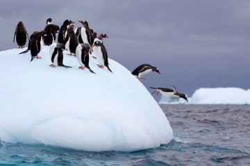 Antarctic Express: Cruise South, Fly North