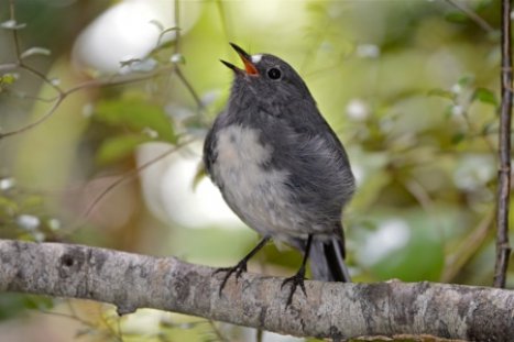 Stewart Island Robin Stewart Island Robin female Ulva Island