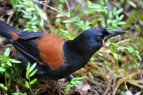 Saddleback bird Saddleback bird Stewart Is