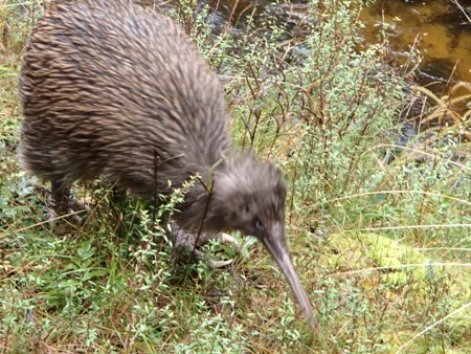 Kiwi spotting on Stewart Island Stewart island kiwi