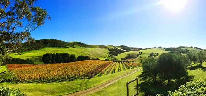 Winery in Waiheke Island Stonyridge winery