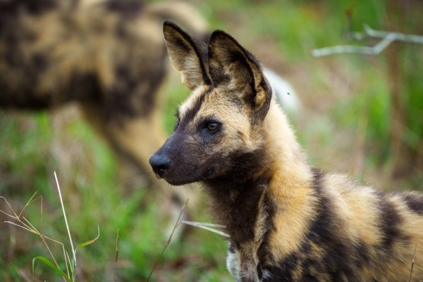 African wild dogs @ Nyerere African wild dog in Nyerere