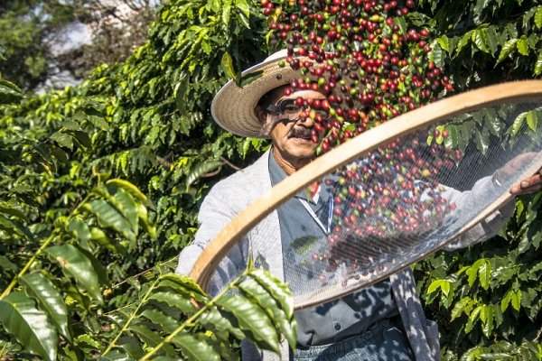 Man harvesting coffee on the orchard Man harvesting coffee on the orchard