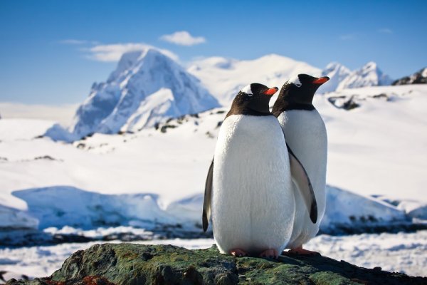 Penguins in Antarctic Peninsula Penguins in Antarctic Peninsula