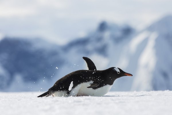 Gentoo penguin sliding on its belly Gentoo penguin sliding on its belly
