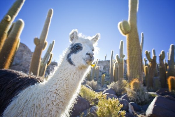 Llama with cacti in the background in Bolivia, South America Llama with cacti in the background in Bolivia, South America