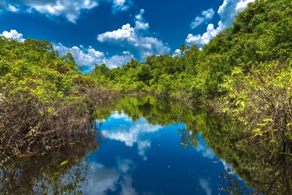Beautiful day on the river in the Amazon jungle Beautiful day on the river in the Amazon jungle