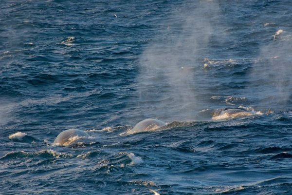 Whale watching in Antarctica. Southern Right whales Whale watching in Antarctica. Southern Right whales
