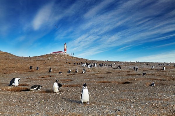 Field full of Magellanic penguins in Patagonia Field full of Magellanic penguins in Patagonia