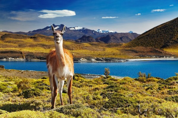 Llama in Torres del Paine Llama in Torres del Paine