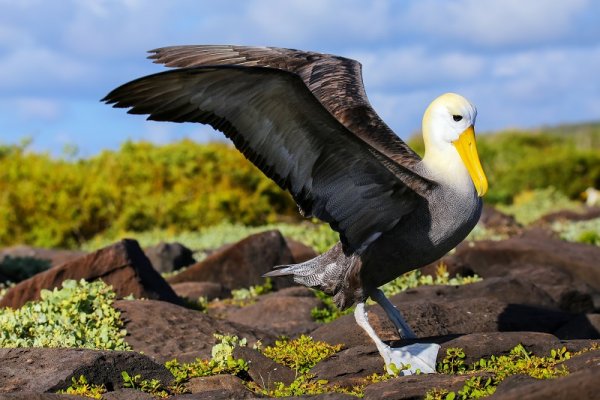 Albatross spreading its wings on Espanola Island, Galapagos Islands Albatross spreading its wings on Espanola Island, Galapagos Islands
