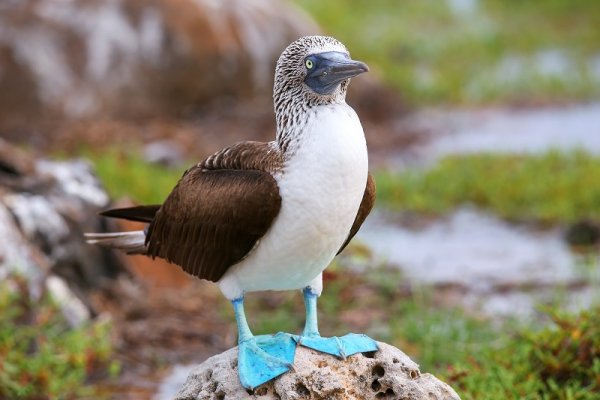 Blue-footed Booby on North Seymour Island, Galapagos Islands Blue-footed Booby on North Seymour Island, Galapagos Islands