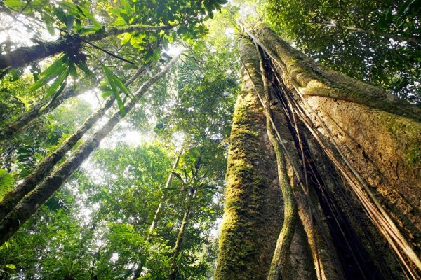 Giant rainforest tree, Ecuador Giant rainforest tree, Ecuador