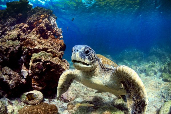 Sea Turtle, Galapagos Islands Sea Turtle, Galapagos Islands