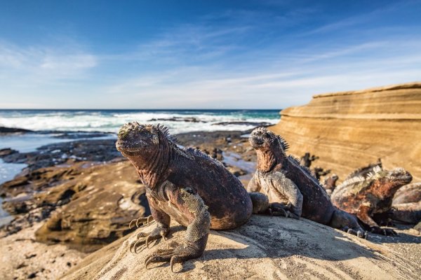 Marine Iguanas in the Santiago island in the Galapagos archipelago Marine Iguanas in the Santiago island in the Galapagos archipelago