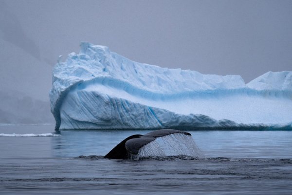 Blue whale tail in Antarctica Blue whale tail in Antarctica