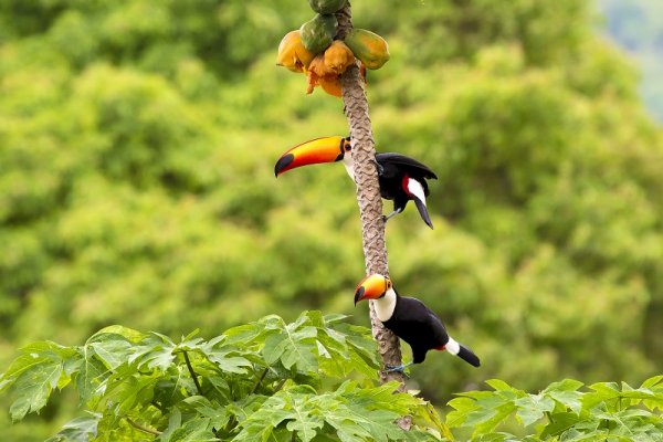 Tucan in the Amazon Jungle Tucan in the Amazon Jungle