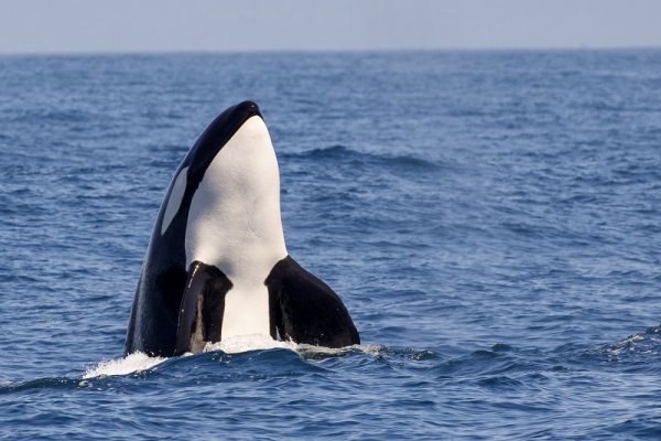 Killer whale jumping out of the water in Antarctica Killer whale jumping out of the water in Antarctica