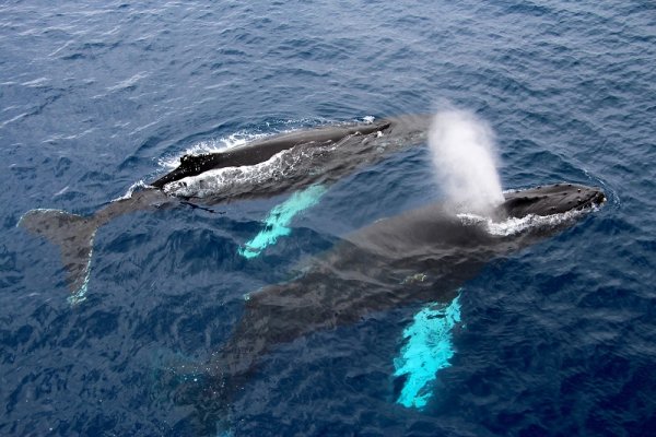 Whales swimming together in Antarctic waters Whales swimming together in Antarctic waters