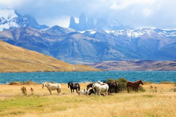 Wild horses in Torres del Paine National Park Wild horses in Torres del Paine National Park