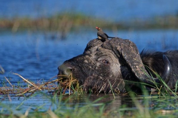 Chobe National Park Cape Bufallo in River Chobe National Park Cape Bufallo