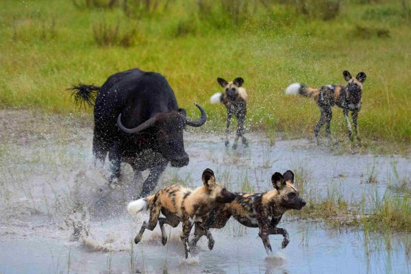 Chobe National Park Cape Buffalo Wild dogs Chobe National Park Cape Buffalo Wild dogs