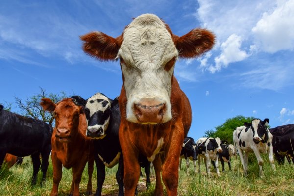 Farming tours with cows Farming tours with cows