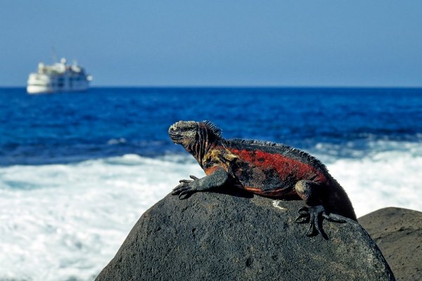 Lizard laying on the sun in the Galapagos beach Galapagos Iguana