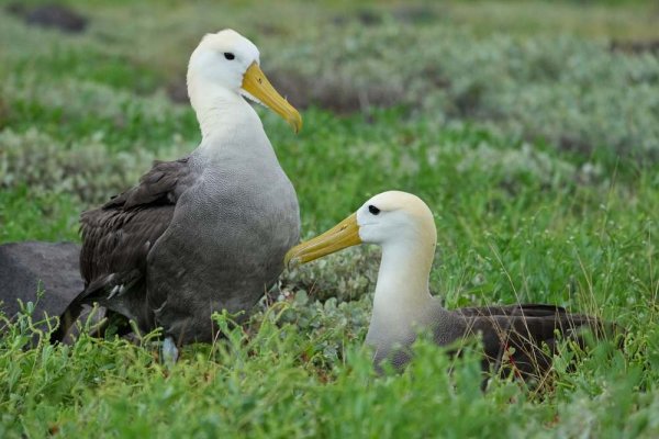 Galapagos Islands Albatross Galapagos Islands Albatross