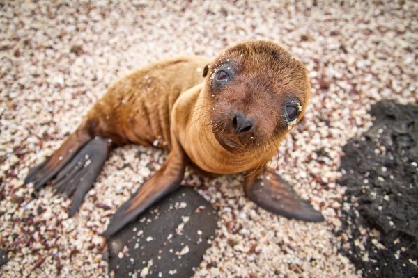 Galapagos Sea Lion Galapagos Sea Lion