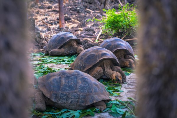 Galapagos tortoises Galapagos tortoises
