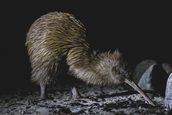 Kiwi on the beach stewart island Kiwi on the beach stewart island