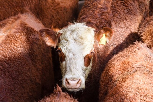 Cattle markets of Argentina Liniers Argentina