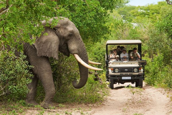 Majestic African Safari Encounter Majestic African Safari Encounter