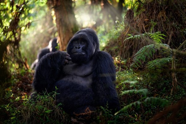 Mountain gorilla Mgahinga National Park in Uganda. Mountain gorilla Mgahinga National Park in Uganda