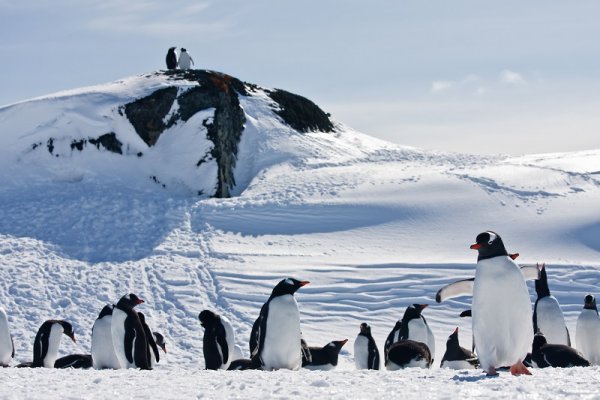 Group of Gentoo penguins in the snowy hills of the Antarctic Group of penguins in the snowy hills of the Antarctic