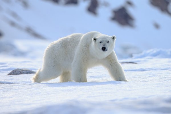Polar Bear in Spitsbergen Polar Bear in Spitsbergen