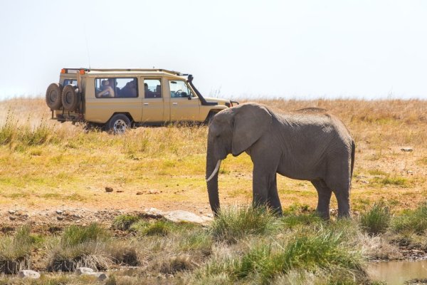 Tanzania safari African elephant grazing near safari vehicle. Tanzania safari African elephant grazing near safari vehicle.