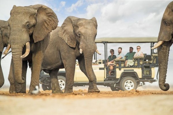 Graceful Giants Roaming the African Safari Tips for planning Savute region game drive