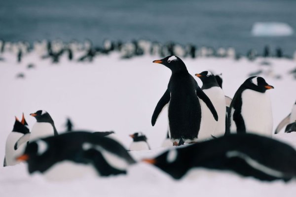 Penguins