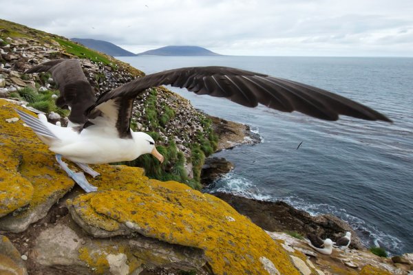 best Antarctic ca cruise Black browed Albatross in Falkland Islands best Antarctic ca cruise Black browed Albatross in Falkland Islands