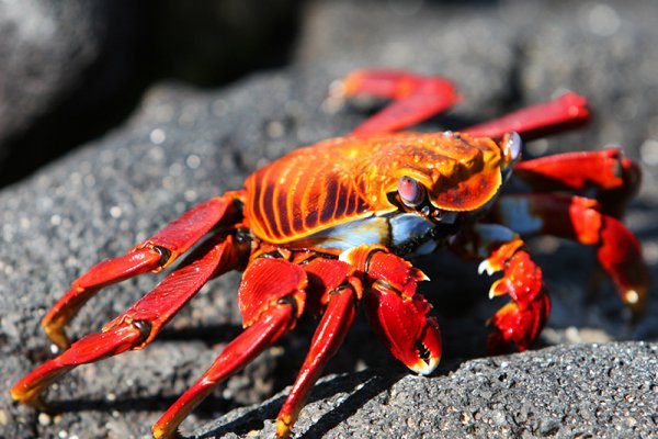 Sally Lightfoot Crabs Sally Lightfoot Crabs