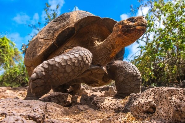 Galapagos turtle, Santa Cruz Island Galapagos turtle, Santa Cruz Island