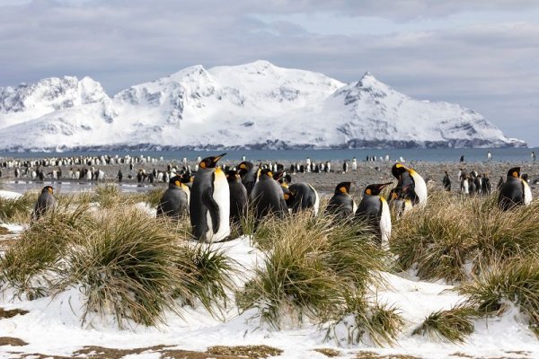 compare Antarctica cruises and visit the colony of King penguin in South Georgia compare Antarctica cruises and visit the colony of King penguin in South Georgia