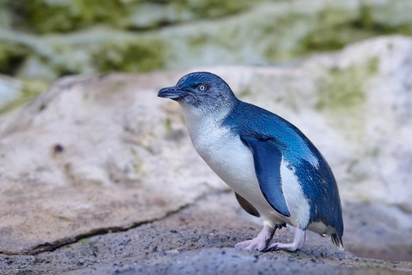 Little Blue Penguin Little Blue Penguin