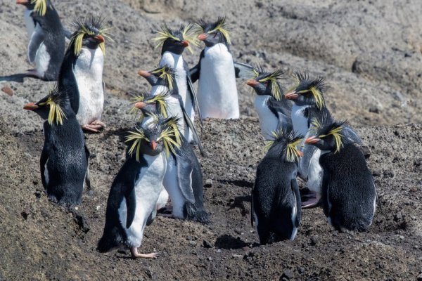 Northern Rockhopper Penguins, Tristan de Cunha Island Northern Rockhopper Penguins on a rocky slope